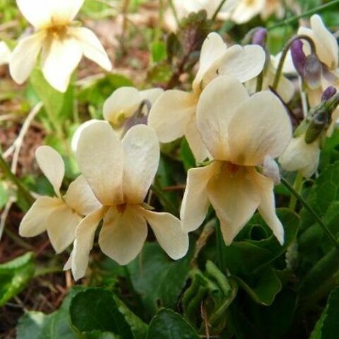Viola odorata "Sulphurea" [Vaso 8/10cm]