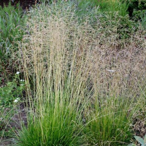 Deschampsia cespitosa [Vaso 8/10cm]