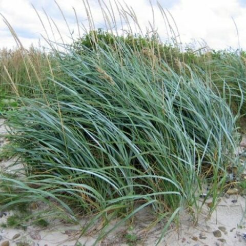 Elymus arenarius(Leymus arenarius) [Vaso 18cm]