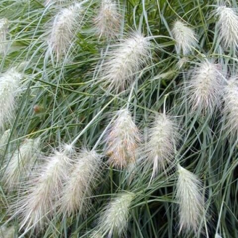 Pennisetum villosum "Nemira" [Vaso 19cm]