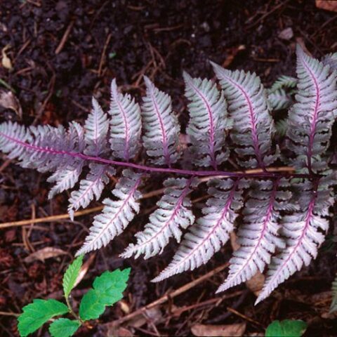Athyrium niponicum pictum "Ursula's Red" [Vaso 13cm]