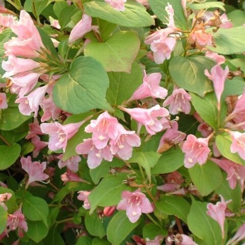 Weigela florida "Rosea" [Vaso 18cm]