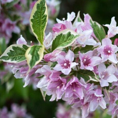 Weigela florida "Variegata" [Vaso 17cm]