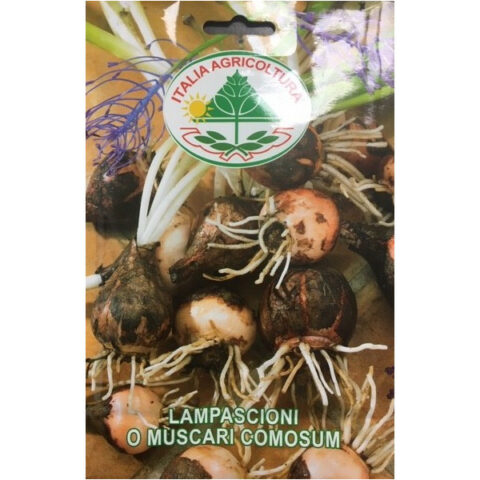 Lampascioni (Muscaricomosum) (Semente)