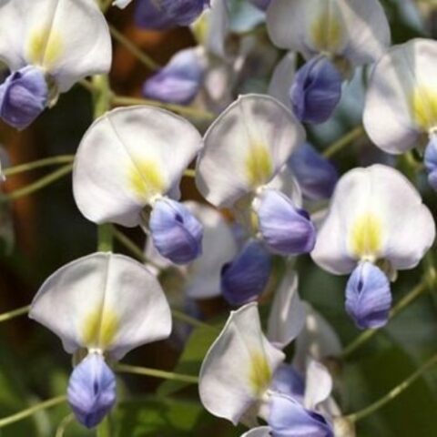 Wisteria floribunda "Eranthema" (Glicine) [Vaso 17cm]