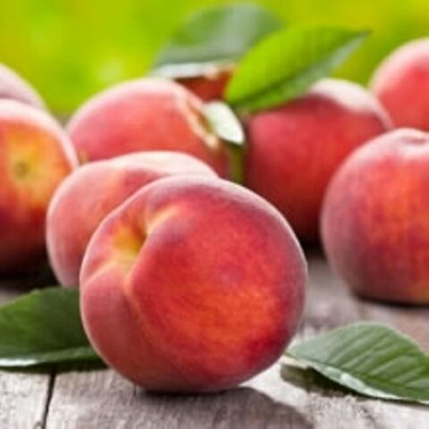 Pesco nano "Peach Me Red" [Vaso 19cm]
