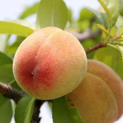 Pesco nano "Peach Me Yellow" [Vaso 19cm]