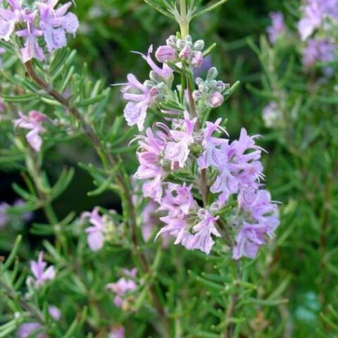 Rosmarinus officinalis "Majorca Pink" (Rosmarino) [Vaso 18cm]