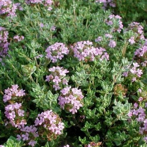 Thymus comosus (Timo) [Vaso 18cm]