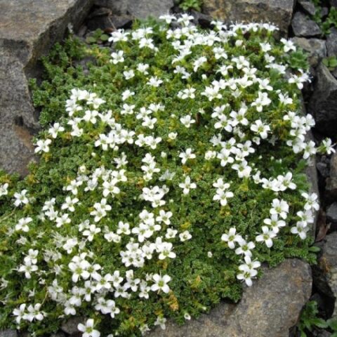 Arenaria tetraquetra [Vaso 18cm]