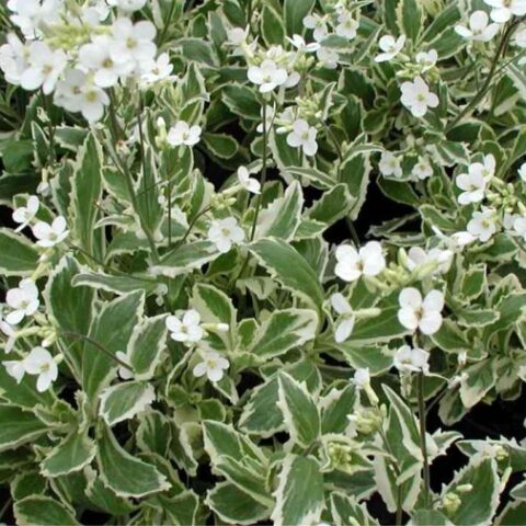 Arabis caucasica "Variegata"