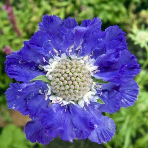 Scabiosa caucasica "Perfecta Blue" [Vaso 8/10cm]