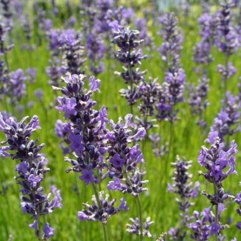 Lavandula angustifolia "Dwarf Blue" (Lavanda) [Vaso 14cm]