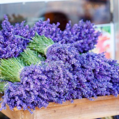 Lavandula intermedia "Provence" (Lavanda) [Vaso 14cm]