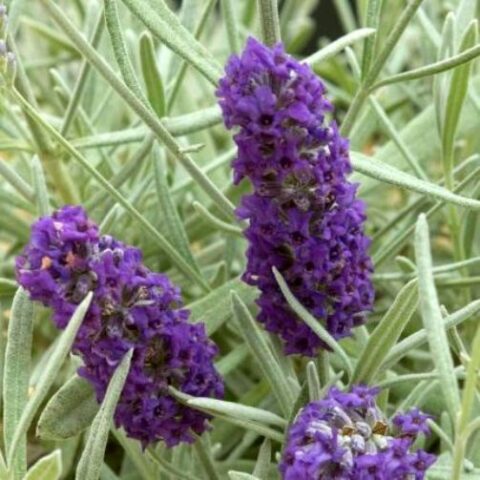 Lavandula "Silver Sands" (Lavanda) [Vaso 14cm]