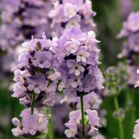 Lavandula angustifolia "Melissa Lilac" (Lavanda) [Vaso 18cm]