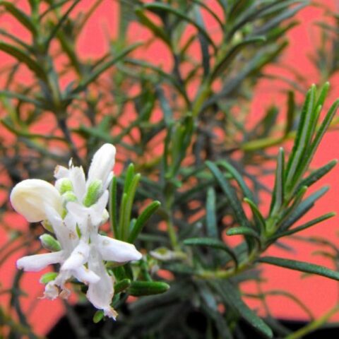 Rosmarino a fiore bianco [Vaso 14cm]