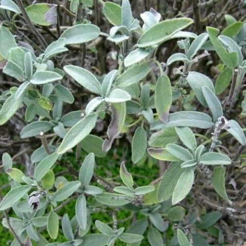 Salvia compatta [Vaso 14cm]