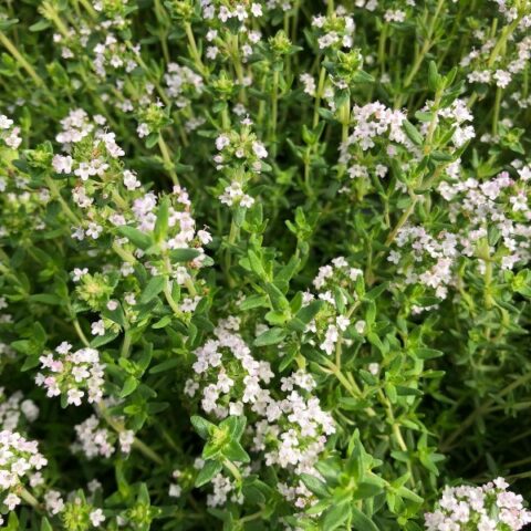 Thymus richardii (Timo nitidus) [Vaso 14cm]