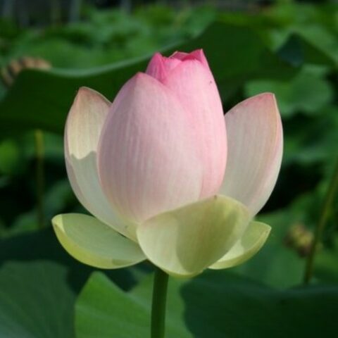 Nelumbo nucifera "Rosea" G (Fior di Loto) [Vaso 30cm]