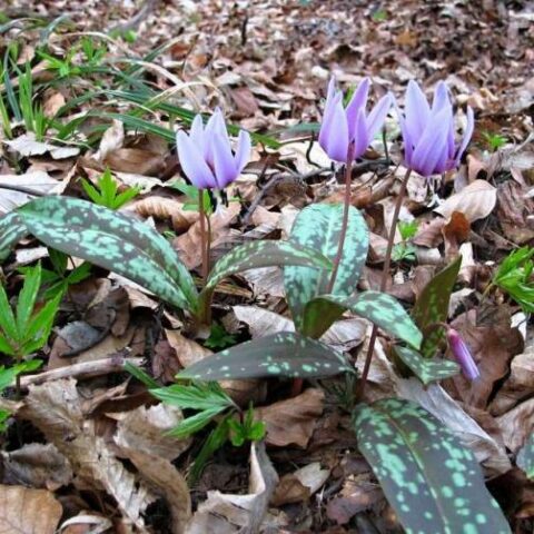 Erythronium dens-canis [Vaso 8/10cm]
