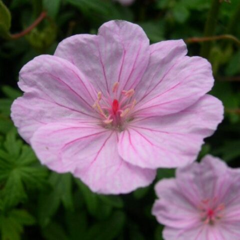 Geranium pylzowianum [Vaso 8/10cm]