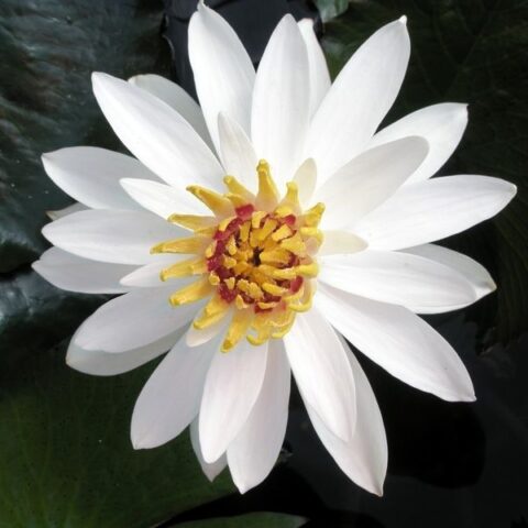 Nymphaea tropicale "Lotus Notturna" M (Ninfea) [Vaso 14cm]