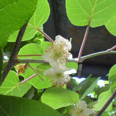 Actinidia arguta "Milano" - MASCHIO (Mini Kiwi) [Vaso 18cm]