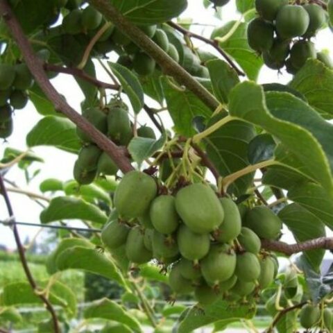 Actinidia arguta "Julia" - FEMMINA (Mini Kiwi) [Vaso 14cm]
