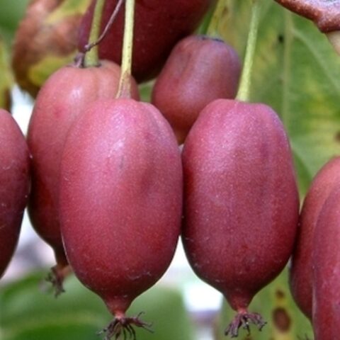 Actinidia arguta "Purpurna Sadowa" - FEMMINA (Mini Kiwi) [Vaso 14cm]