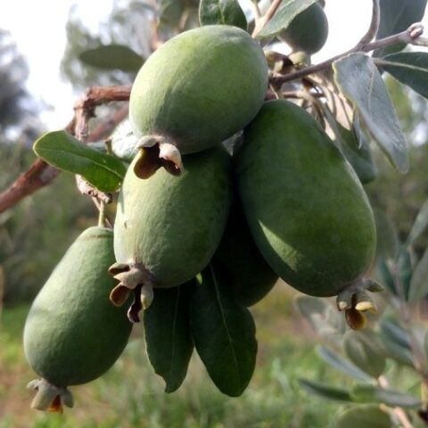 Acca sellowiana "Mammoth" (Feijoa - Guayabo del Brasile) [H. 80-100 cm.]