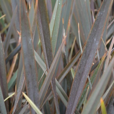 Phormium tenax "Atropurpureum" [Vaso 24cm]