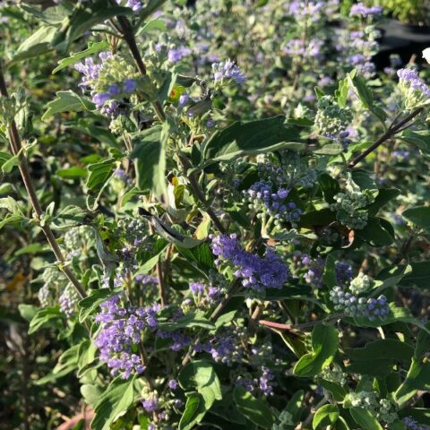 Caryopteris x clandonensis "Kew Blue" [Vaso 19cm]