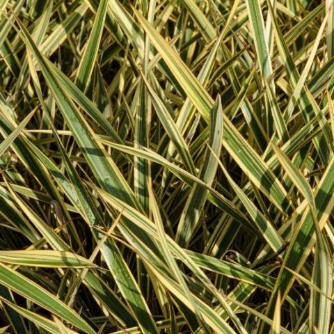 Phormium tenax "Variegatum" [Vaso 18cm]