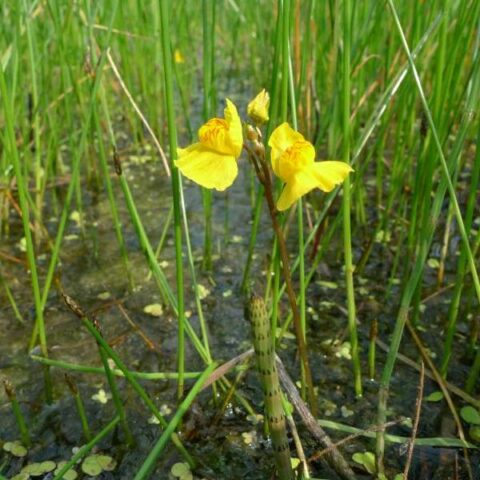 Utricularia australis (Erba vescica delle risaie) [Vaso 8/10cm]