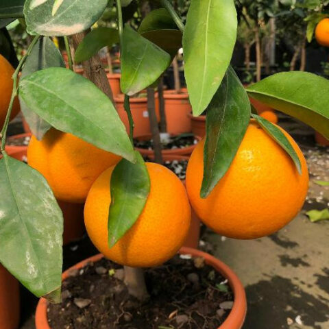 Arancio Thompson [Vaso 20cm]