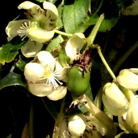Actinidia arguta "Rossa" - MASCHIO (Mini Kiwi) [Vaso 1,5 Litri]