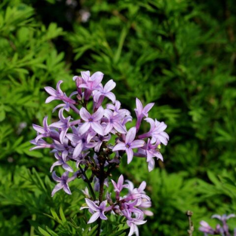 Syringa protolaciniata (Lill) [Vaso 19cm]