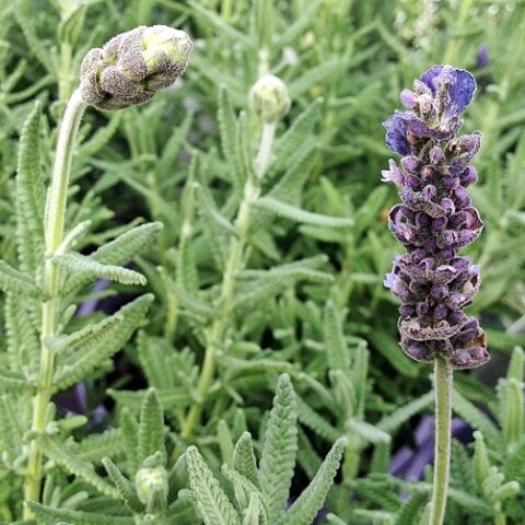 Lavandula dentata "Inglese" (Lavanda) [Vaso 14cm]