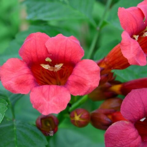 Campsis radicans "Stromboli" (Bignonia) [Vaso 19cm]