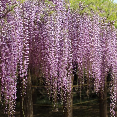 Wisteria floribunda "Lilac Rose" (Glicine) [Vaso 17cm]