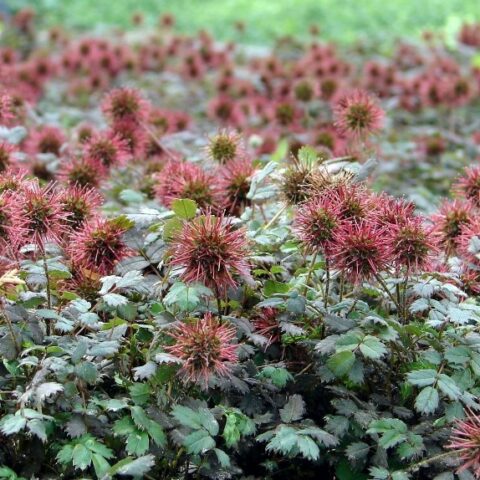 Acaena microphylla "Kupferteppich" [Vaso 18cm]