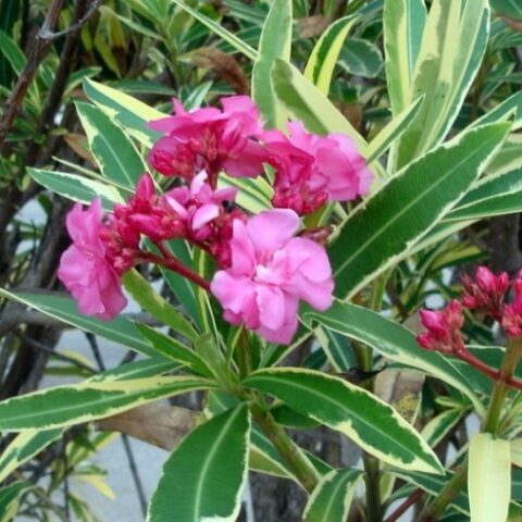 Nerium oleander "Variegata" (Oleandro variegato) [Vaso 18cm]