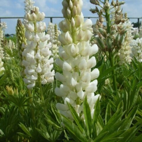 Lupinus wit (Lupino) [Vaso 11cm]