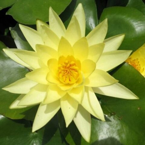 Nymphaea "Joey Tomocik" (Ninfea)