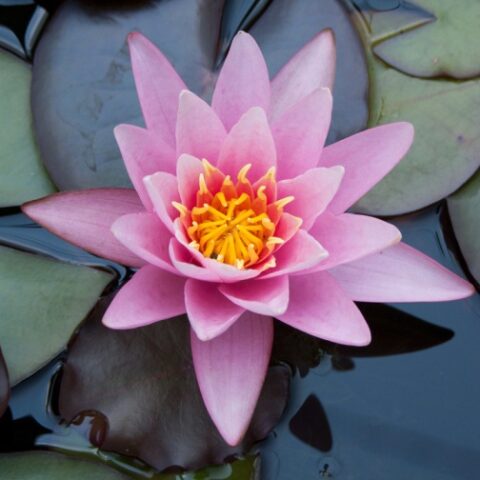 Nymphaea "Amabilis" (Ninfea)
