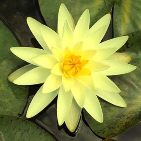 Nymphaea "Gold Medal" (Ninfea)