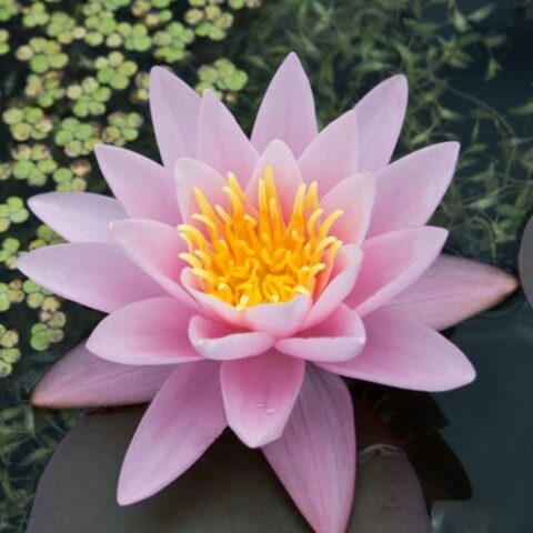 Nymphaea "Lustrous" (Ninfea)
