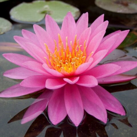 Nymphaea "Mayla" (Ninfea)