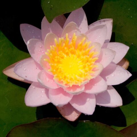 Nymphaea "Nobilissima" (Ninfea)